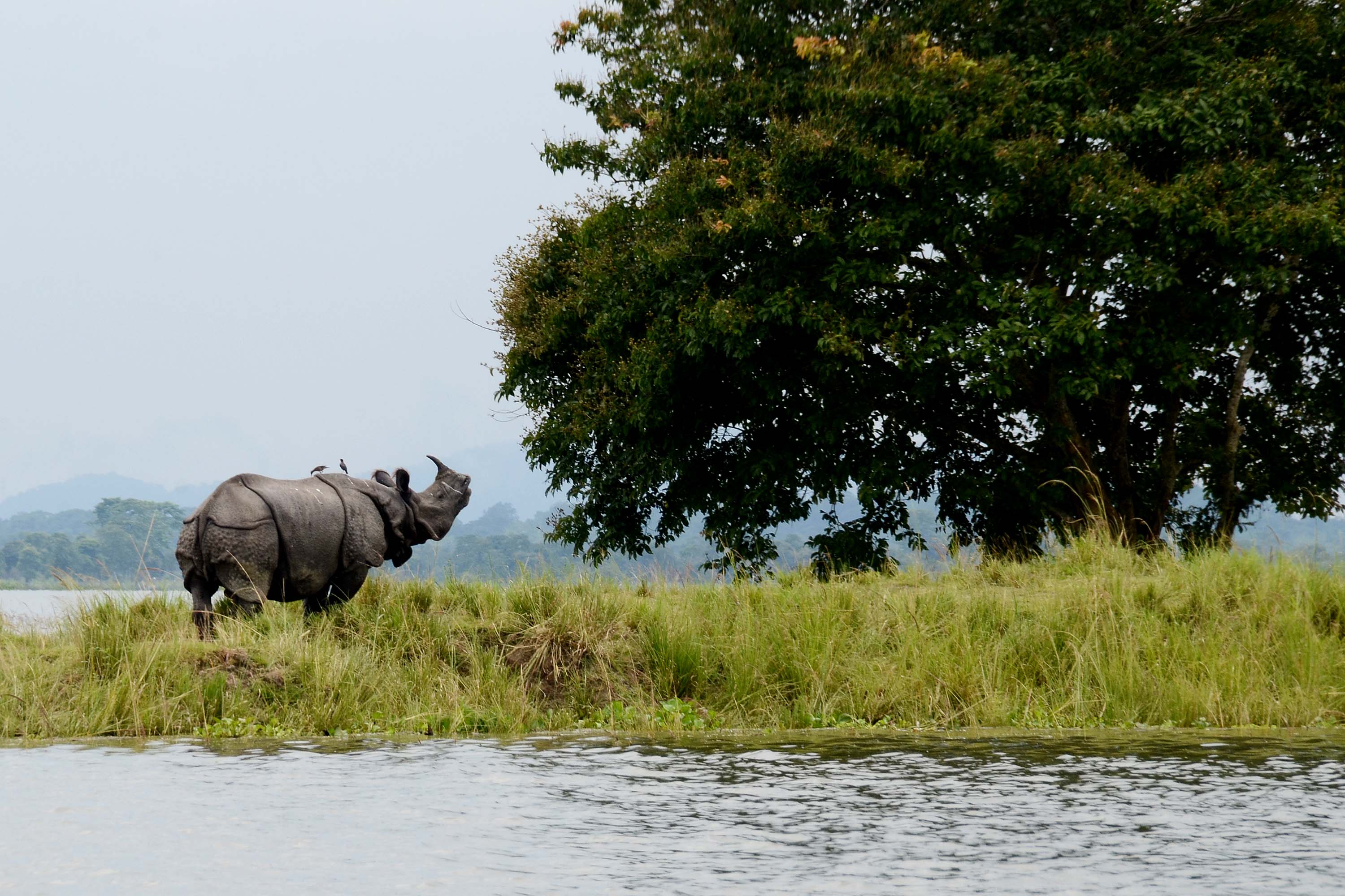 Assam Tour